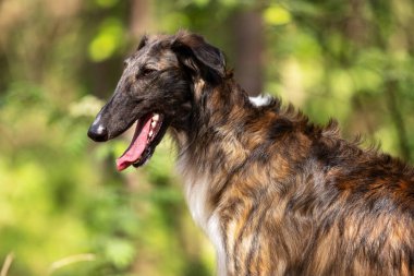 Brindle Dog Borzoi yaz günü dışarı çıkar, Rus görüşlü, bir yaşında.