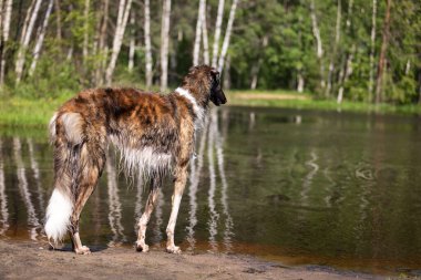 Brindle Dog Borzoi yaz günü dışarı çıkar, Rus görüşlü, bir yaşında.
