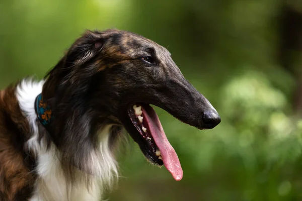 Brindle Dog Borzoi Yaz Günü Dışarı Çıkar Rus Görüşlü Bir — Stok fotoğraf