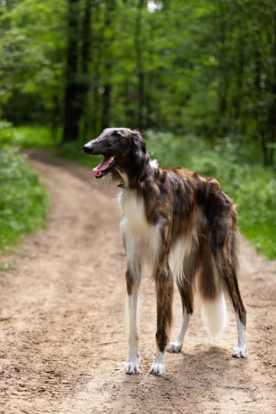 Brindle Hond Borzoi Wandelingen Buiten Zomerdag Russische Sighthound Een Jaar — Stockfoto