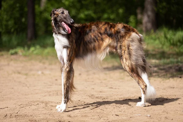 Brindle Dog Borzoi Yaz Günü Dışarı Çıkar Rus Görüşlü Bir — Stok fotoğraf