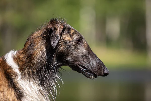 Brindle Dog Borzoi Виходить Вулицю Літній День Російський Приціл Один — стокове фото