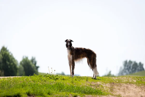 Brindle Σκυλί Borzoi Βόλτες Εξωτερικούς Χώρους Την Ημέρα Του Καλοκαιριού — Φωτογραφία Αρχείου