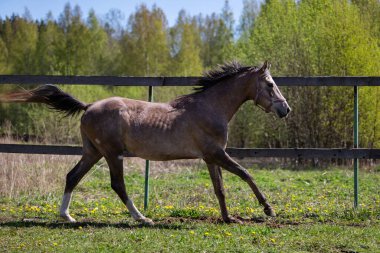 Yazın çayırda dört nala koşan gri bir at.