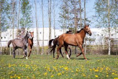 Yazın otlakta dört nala koşan at sürüsü.