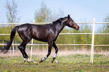 Genç kestane atı yazın çayırda dörtnala koşuyor.
