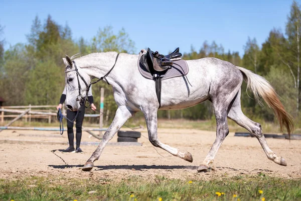 Jovem Trabalha Cordão Com Cavalo Cerco Verão Imagens Royalty-Free