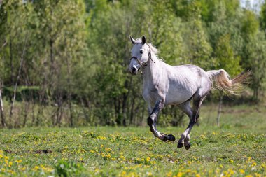 Yazın otlakta dört nala koşan beyaz bir at.