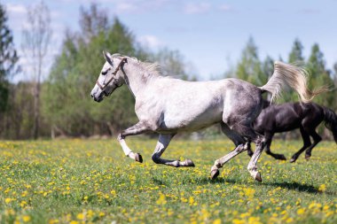 Yazın otlakta dört nala koşan beyaz bir at.