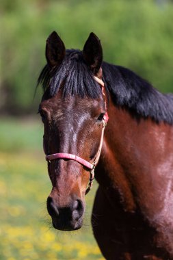 Bir körfez atı yazın otlakta yürüyor.