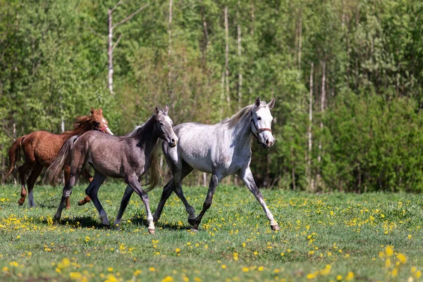 Cavallo Rosso Galoppa Sul Pascolo Estate — Foto Stock