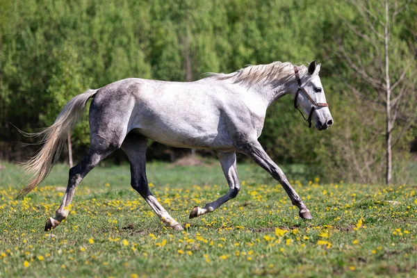 One White Horse Running Pasture Summer — Stock Photo, Image