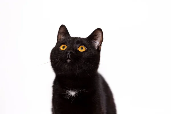 Adorable Chat Noir Male Isole Sur Fond Blanc Mignon Chez Moi Stock Photo Adorable Chat Noir Male Isole Sur Fond Blanc Mignon Chez Moi Stock Photo