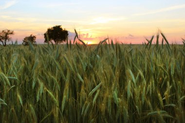 Spike buğday taneleri yakın çekim yaz aylarında gün batımında bir alanda ile. Tarım