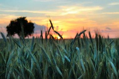Spike buğday taneleri yakın çekim yaz aylarında gün batımında bir alanda ile. Tarım