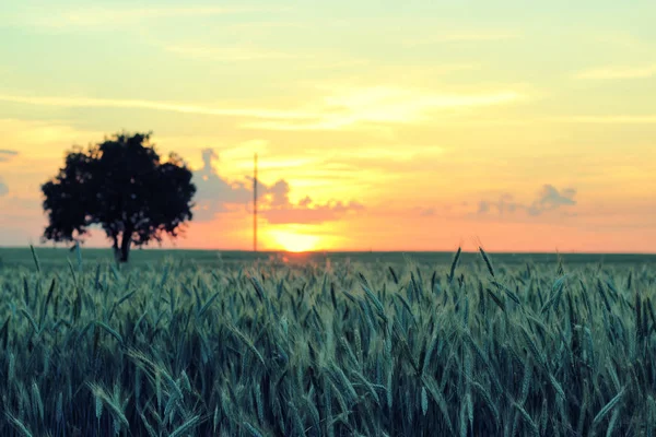 夏季日落时 小麦与谷物紧密结合的穗状花序 — 图库照片
