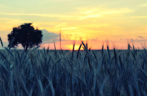 Espiga Trigo Con Granos Cerca Campo Atardecer Verano Agricultura — Foto de Stock