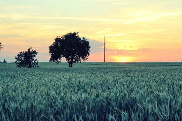 Weizenspitze Mit Körnern Großaufnahme Auf Einem Feld Bei Sonnenuntergang Sommer — Stockfoto