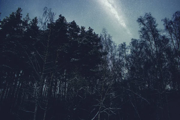 Belas Árvores Vidoeiro Noite Contra Céu Estrelado Azul Caminho Leitoso — Fotografia de Stock