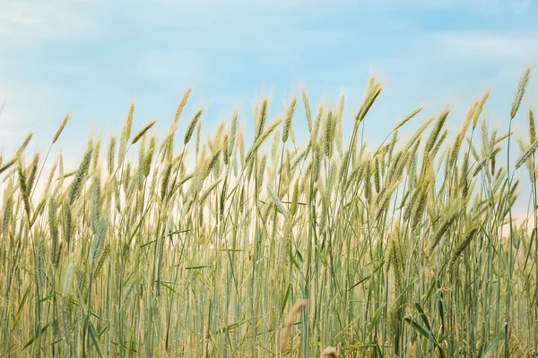 在蓝天背景上的田野里的黄色小穗 — 图库照片