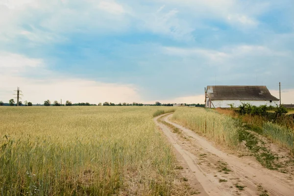 在延伸到远处的道路和村里孤独的老房子的背景下 田野里有小穗的夏季风景 — 图库照片