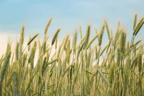 Gelbe Ähren Auf Dem Feld Nahaufnahme Vor Blauem Himmel — Stockfoto