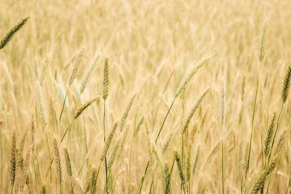 Buğday alan sarı spikelets bir güneşli yaz günü yakın çekim.