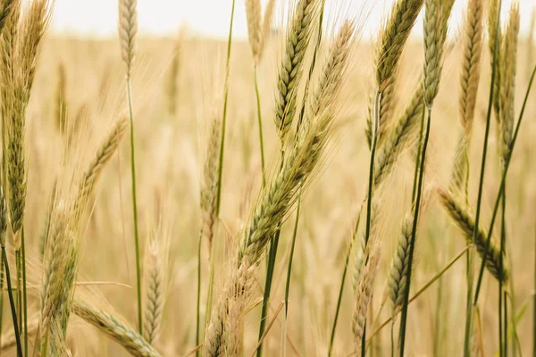 Buğday alan sarı spikelets bir güneşli yaz günü yakın çekim.
