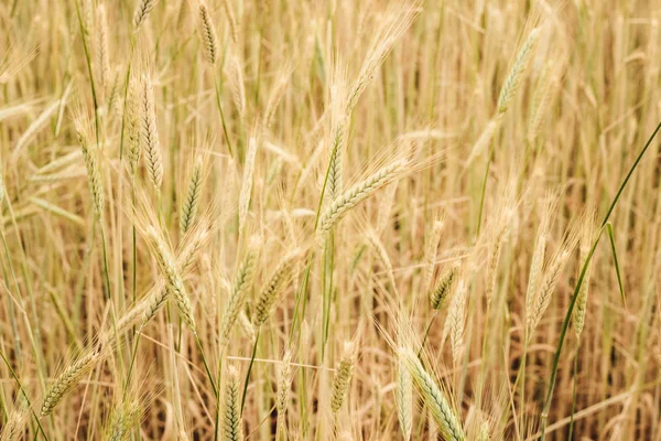 Buğday alan sarı spikelets bir güneşli yaz günü yakın çekim.