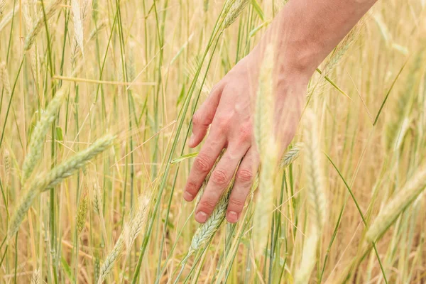 Hand Youg Man Passes Yellow Spikelets Wheat Field Close Sunny — Stock Photo, Image