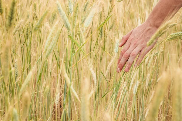 Рука Людини Проходить Через Жовті Колоски Пшениці Полі Крупним Планом — стокове фото