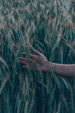 Genç bir kadının elini geçer sarı spikelets buğday bir alanda yakın çekim günbatımı zamanında.