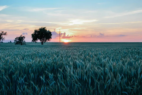 在日落时 一棵孤独的树在田野中央美丽而不寻常的风景 — 图库照片