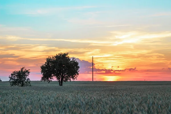 在日落时 一棵孤独的树在田野中央美丽而不寻常的风景 — 图库照片