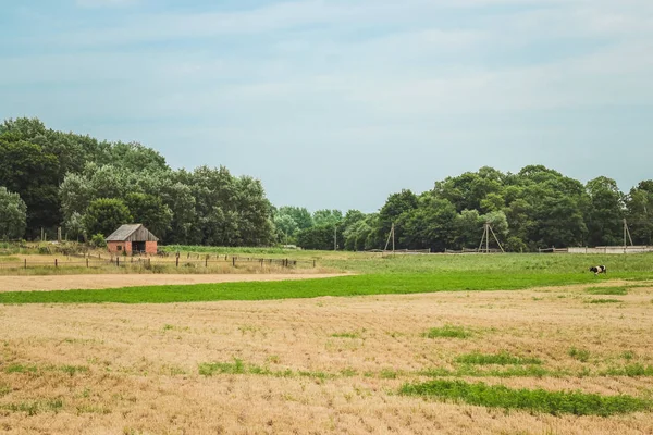 Landschaft Des Dörflichen Lebens Weide Auf Der Sommer Kühe Grasen — Stockfoto