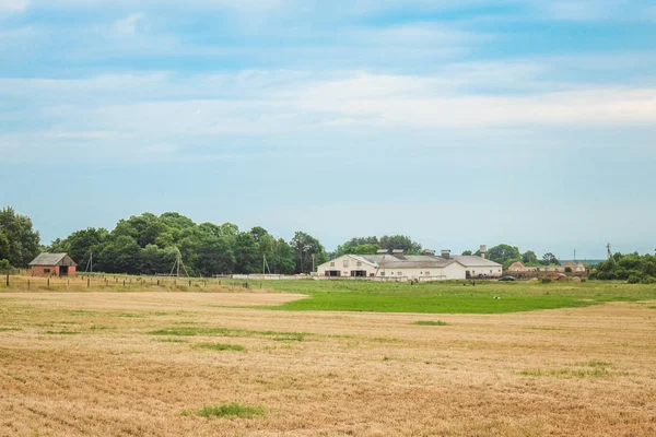 Landscape of village life. Pasture on which cows graze in summer.