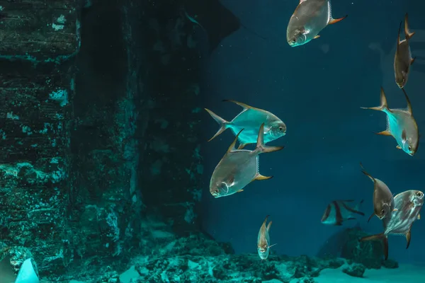 Aquarium Fish Swim Close — Stock Photo, Image