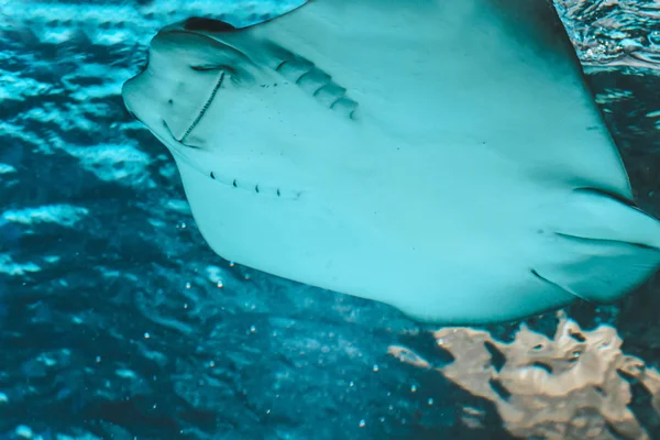 Cute Stingray Swims Aquarium Close Bottom View — Stock Photo, Image