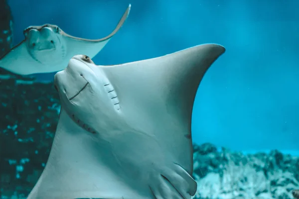 Cute Stingray Swims Aquarium Close Bottom View — Stock Photo, Image