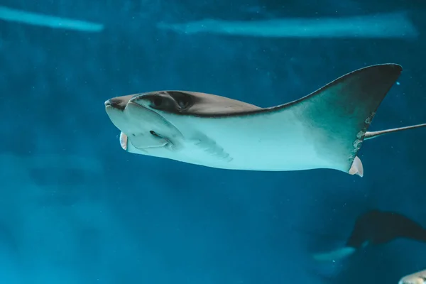 Aranyos Stingray Úszik Akvárium Közelről Alulnézet — Stock Fotó