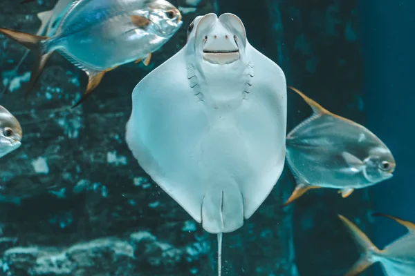 Χαριτωμένο Stingray Κολυμπά Ενυδρείο Γκρο Πλαν Κάτω Όψη — Φωτογραφία Αρχείου