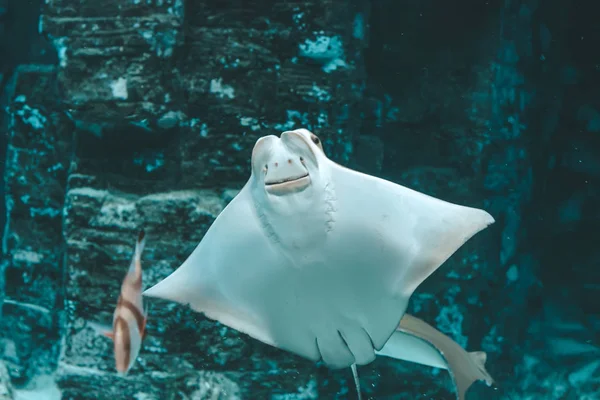 Cute Stingray Swims Aquarium Close Bottom View — Stock Photo, Image