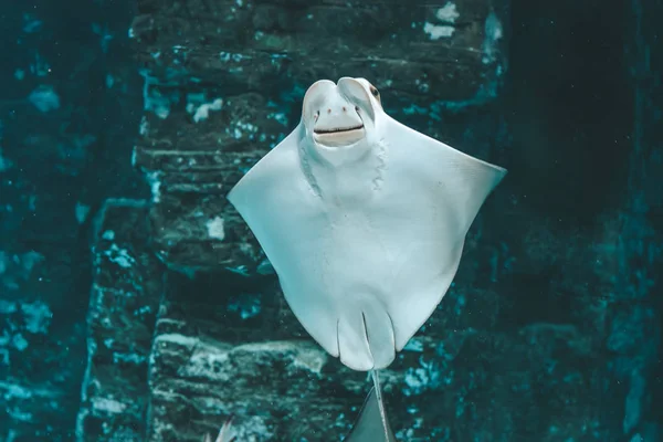 Cute Stingray Swims Aquarium Close Bottom View — Stock Photo, Image