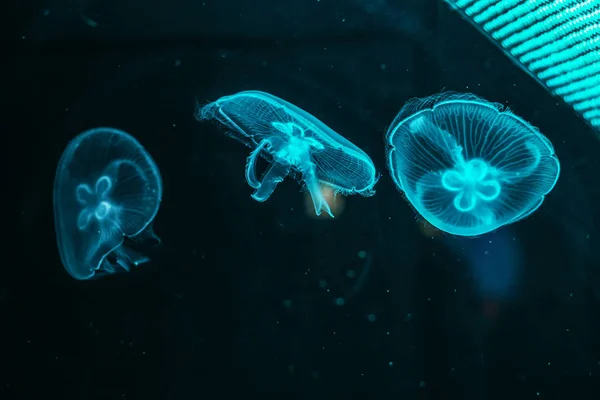 빛나는 해파리 수족관 블루 색상에 근접 — 스톡 사진