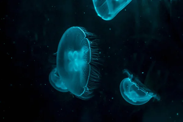 Medusas brilhantes close-up na cor azul do aquário — Fotografia de Stock