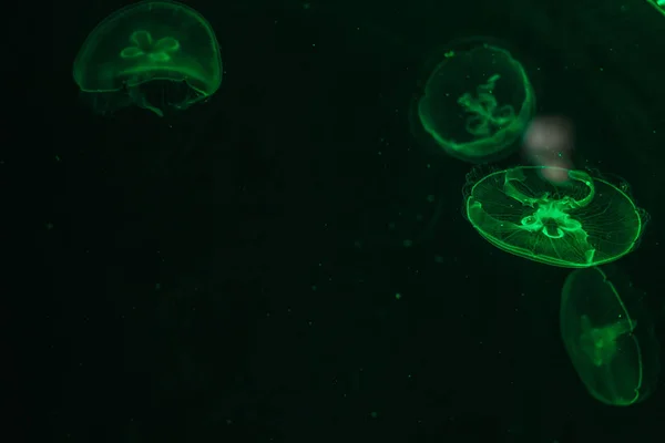 Świecące meduzy zbliżenie w akwarium zielony kolor — Zdjęcie stockowe