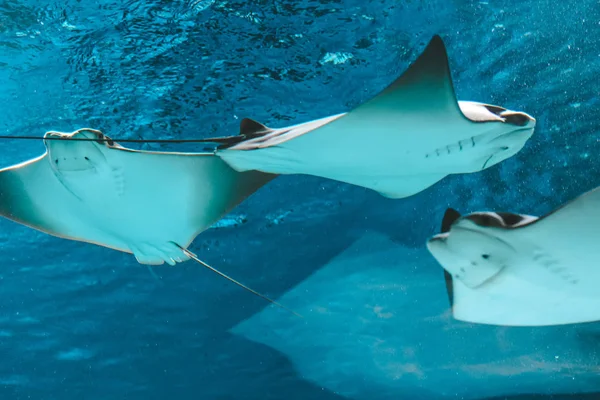 Cute Stingray Swims Aquarium Close Bottom View — Stock Photo, Image