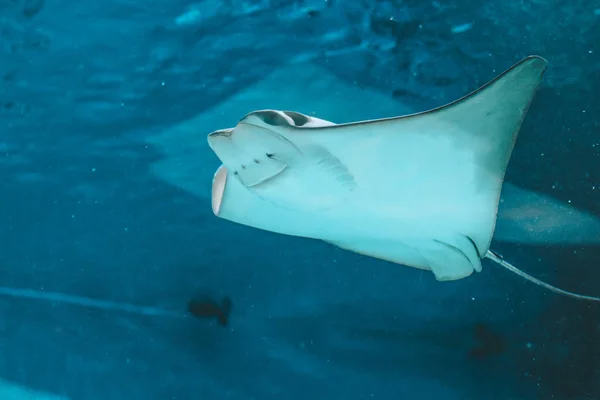 Cute Stingray Swims Aquarium Close Bottom View — Stock Photo, Image