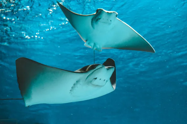 Cute Stingray Swims Aquarium Close Bottom View — Stock Photo, Image