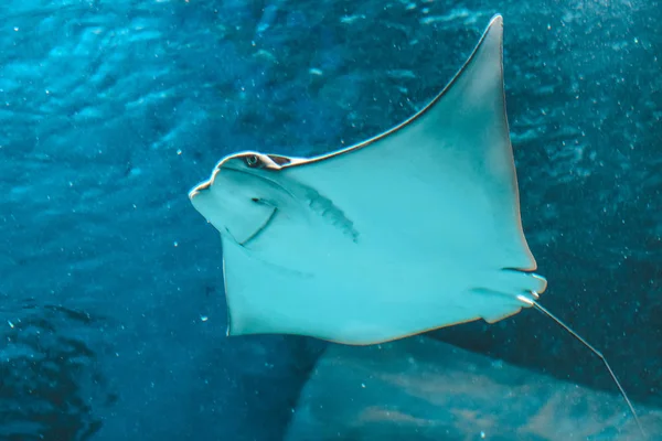 Cute Stingray Swims Aquarium Close Bottom View — Stock Photo, Image